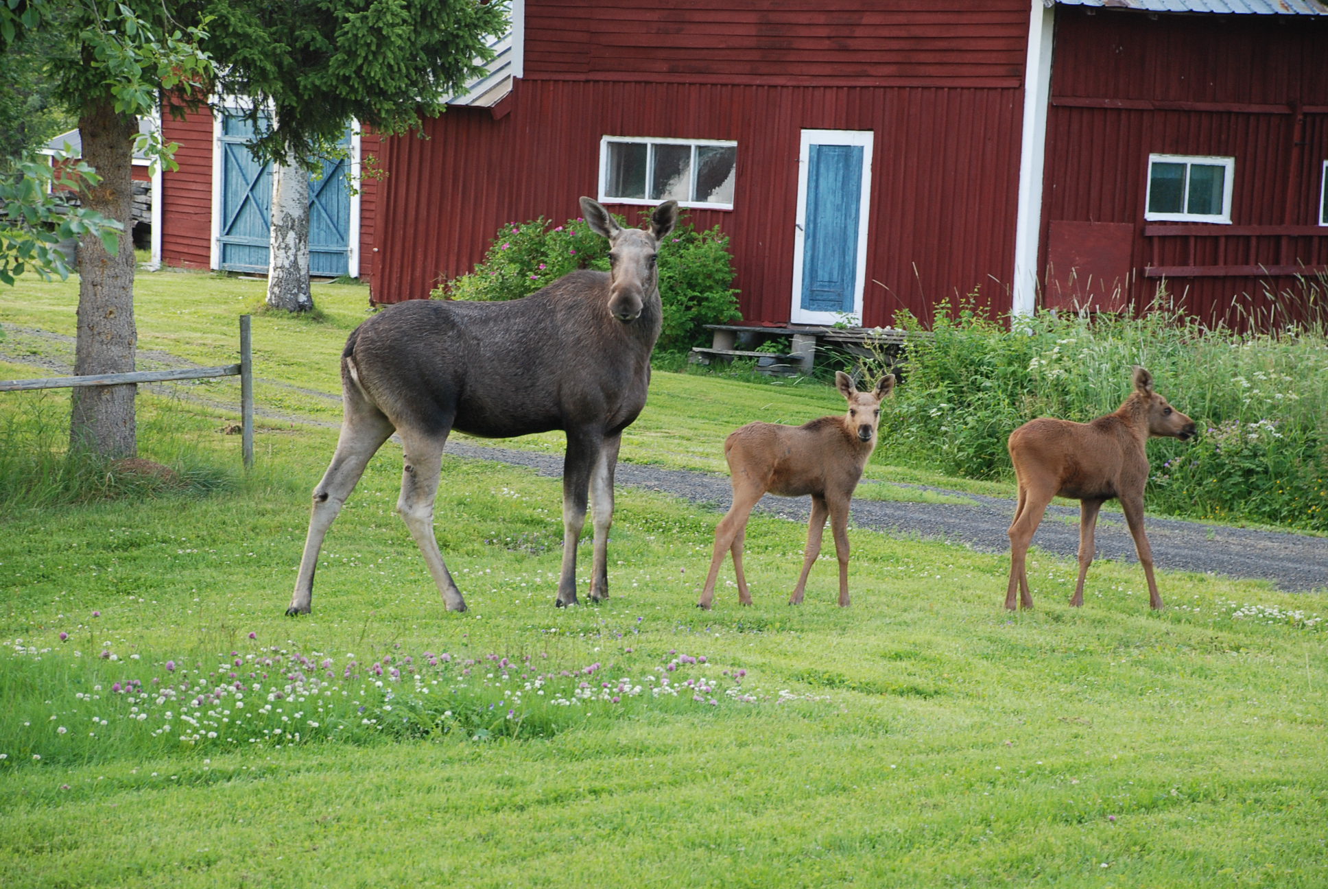 Älgbesök i Trången